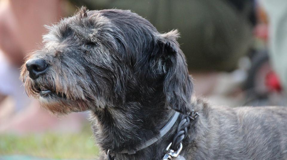 Senior dog may be welcome under active adult community pet policy